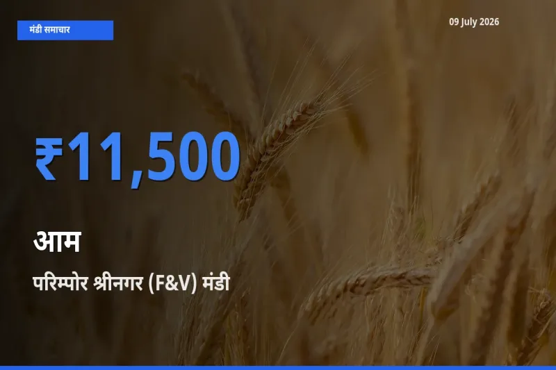 परिम्पोर श्रीनगर (F&V) मंडी में आम ₹11,500 पर पहुँचा – आज का सर्वोच्च भाव