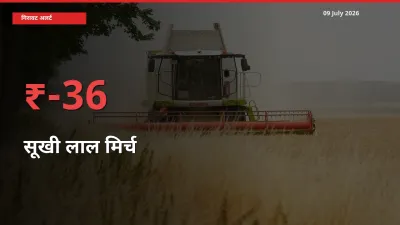 अचानक झटका! मंडी में सूखी लाल मिर्च के दाम 35.96% टूटे