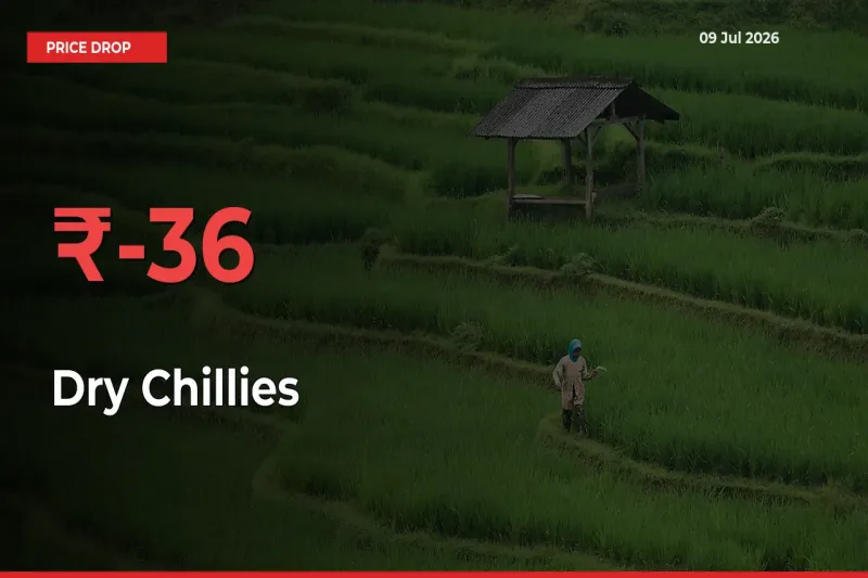 Sudden Shock! Dry Chillies Drops 35.96% in 24 Hours at Top Mandis