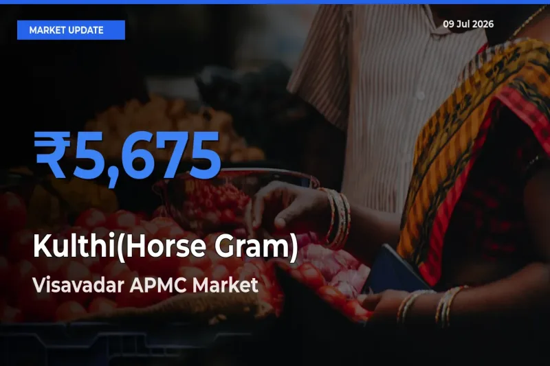 Market Watch: Visavadar APMC Becomes Top Mandi for Kulthi(Horse Gram)
