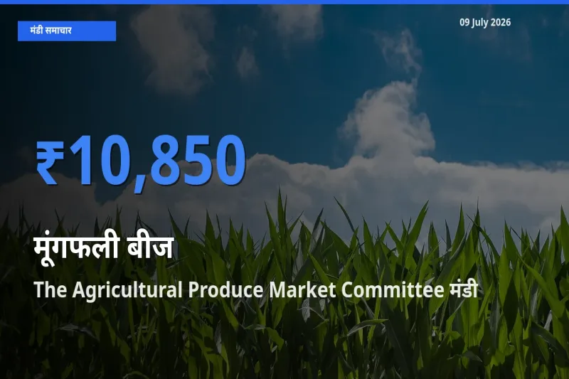 The Agricultural Produce Market Committee मंडी में मूंगफली बीज ₹10,850 पर पहुँचा – आज का सर्वोच्च भाव