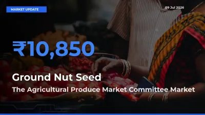 The Agricultural Produce Market Committee Tops Ground Nut Seed Mandi Rates Today
