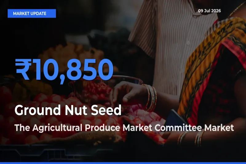 The Agricultural Produce Market Committee Tops Ground Nut Seed Mandi Rates Today