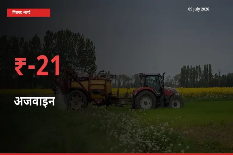 आज का मंडी भाव: अजवाइन के दाम मंडी में 20.87% नीचे