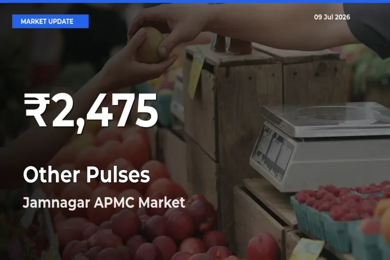Other Pulses Prices Touch 30-Day Low in Jamnagar APMC – July 09 Update