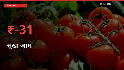 सूखा आम 30.51% गिरा, मंडी