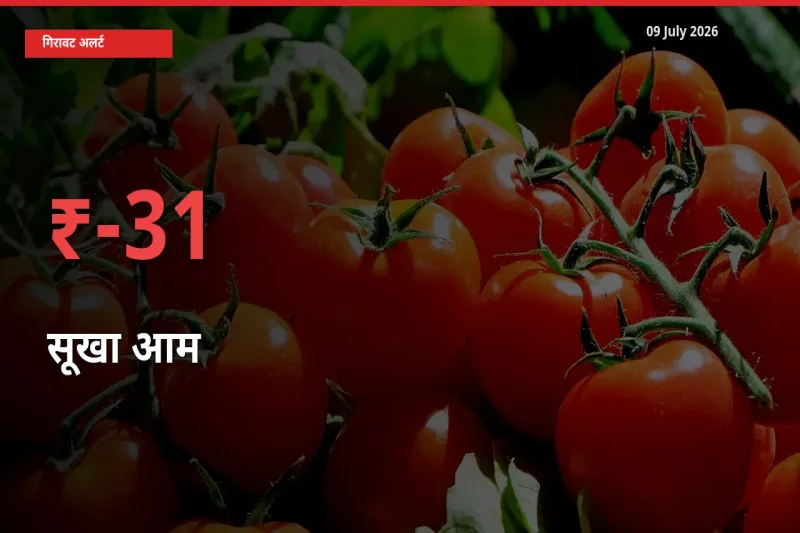 सूखा आम 30.51% गिरा, मंडी