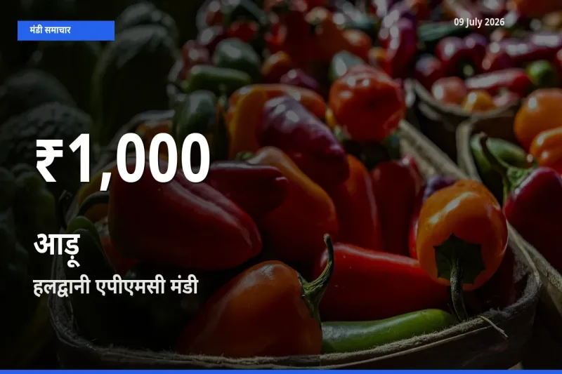 आज का मंडी भाव: हलद्वानी एपीएमसी में आड़ू 30 दिन के सबसे कम स्तर पर