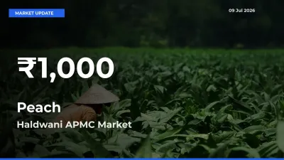 Why Peach Prices Slumped in Haldwani APMC – 30-Day Low Today
