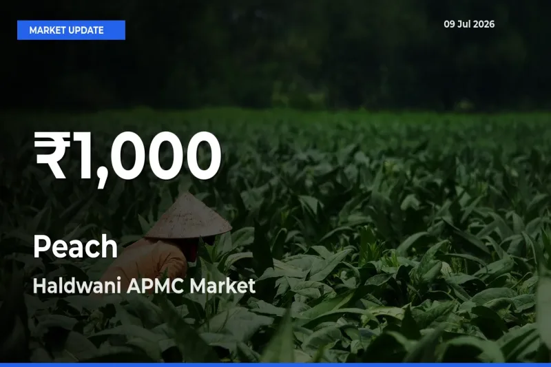 Why Peach Prices Slumped in Haldwani APMC – 30-Day Low Today