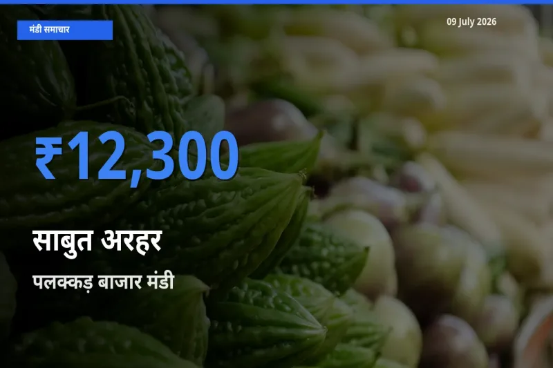पलक्कड़ बाजार में साबुत अरहर का आज सबसे ऊँचा भाव