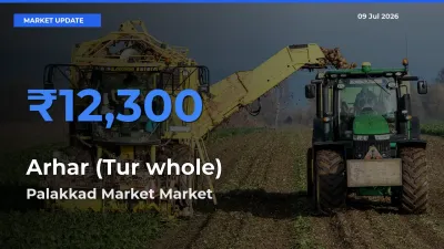 Arhar (Tur whole) Mandi Rate Today: Palakkad Market Tops the List