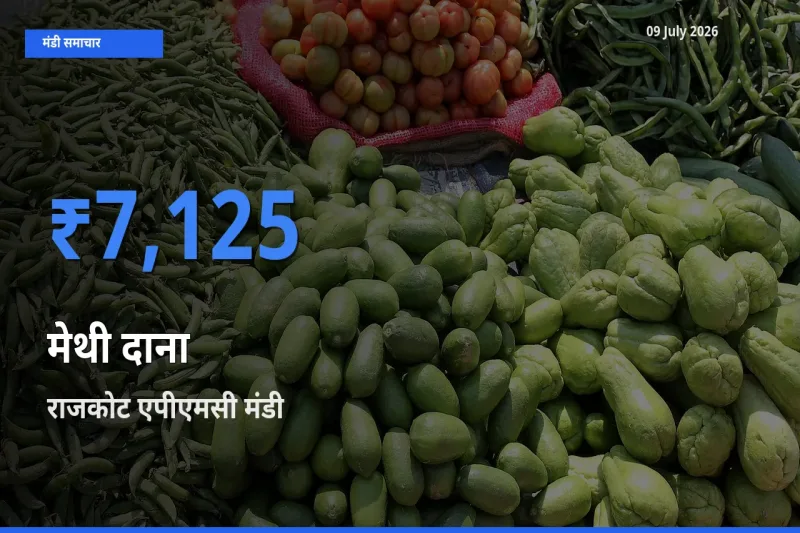 टॉप मंडी बना राजकोट एपीएमसी! मेथी दाना के सबसे ऊँचे दाम यहीं दर्ज