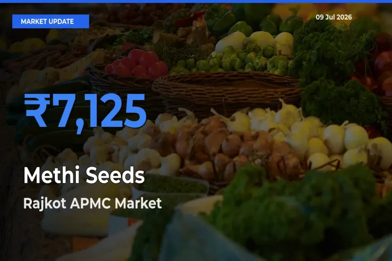 Farmers Prefer Rajkot APMC as Methi Seeds Hits Highest Rate