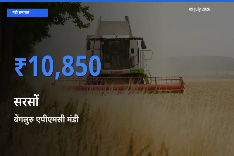 बेंगलुरु एपीएमसी मंडी में आज सरसों के सबसे ऊँचे दाम दर्ज