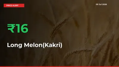 Farmers Cheer as Long Melon(Kakri) Prices Surge 16.14% in Local Mandis
