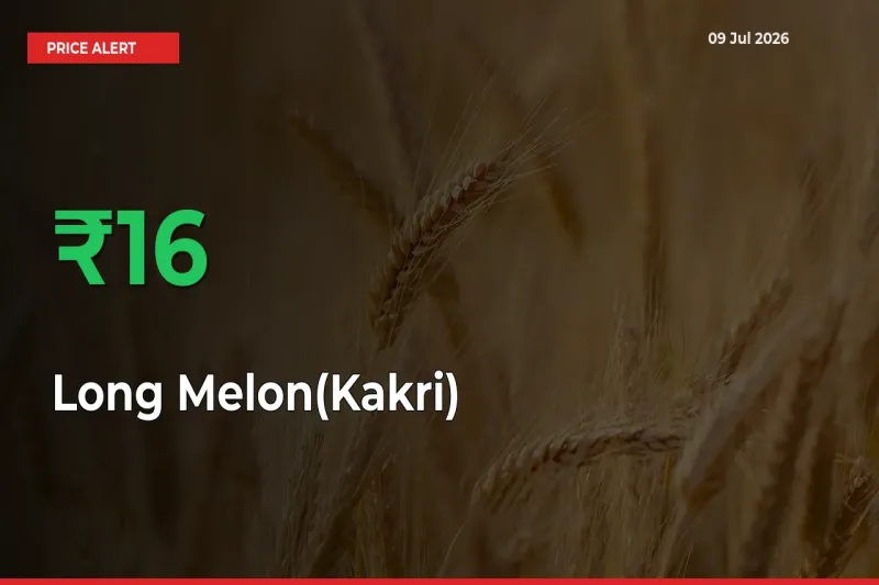 Farmers Cheer as Long Melon(Kakri) Prices Surge 16.14% in Local Mandis