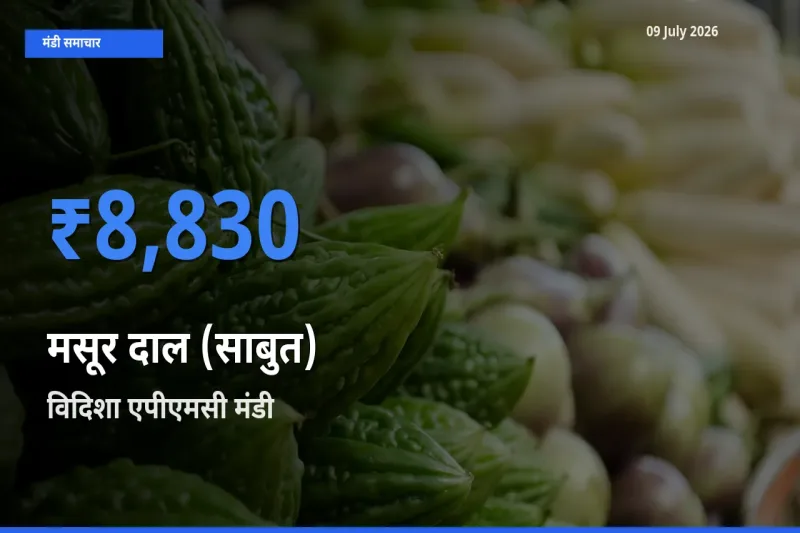 09 July अपडेट: मसूर दाल (साबुत) के सबसे ऊँचे दाम विदिशा एपीएमसी मंडी में