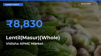 Vidisha APMC Offers ₹8,830 – Highest Lentil(Masur)(Whole) Rate Today
