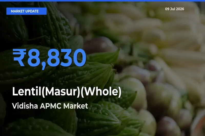 Vidisha APMC Offers ₹8,830 – Highest Lentil(Masur)(Whole) Rate Today