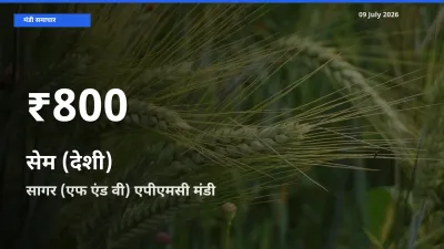 किसानों के लिए चिंता का विषय? सेम (देशी) के दाम सागर (एफ एंड वी) एपीएमसी में 30 दिन के न्यूनतम स्तर पर
