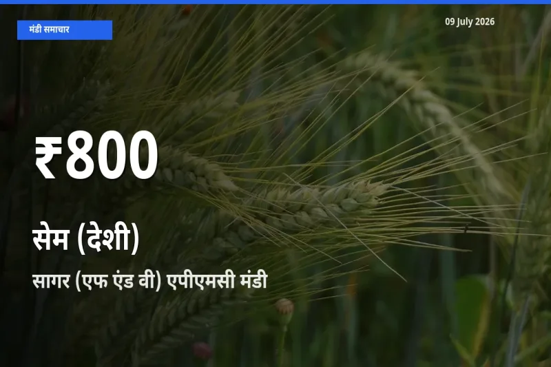 किसानों के लिए चिंता का विषय? सेम (देशी) के दाम सागर (एफ एंड वी) एपीएमसी में 30 दिन के न्यूनतम स्तर पर