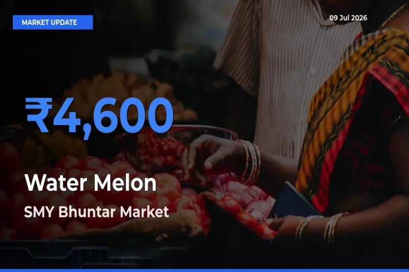 Farmers Prefer SMY Bhuntar as Water Melon Hits Highest Rate