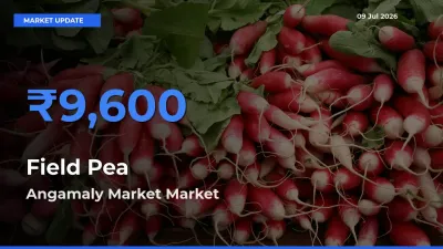 Farmers Prefer Angamaly Market as Field Pea Hits Highest Rate