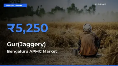 Bengaluru APMC Records Highest ₹5,250 Rate for Gur(Jaggery)