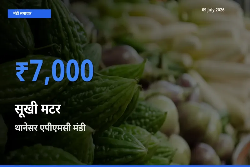 आज सूखी मटर के सबसे ज़्यादा दाम थानेसर एपीएमसी मंडी में दर्ज