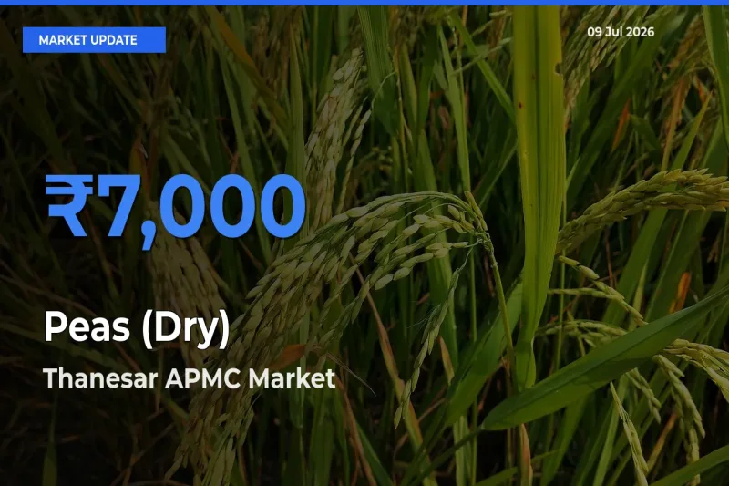Thanesar APMC Records Highest ₹7,000 Rate for Peas (Dry)