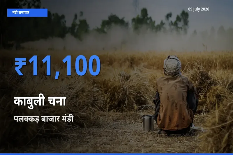 आज काबुली चना के सबसे ऊँचे दाम ₹11,100 पलक्कड़ बाजार मंडी में