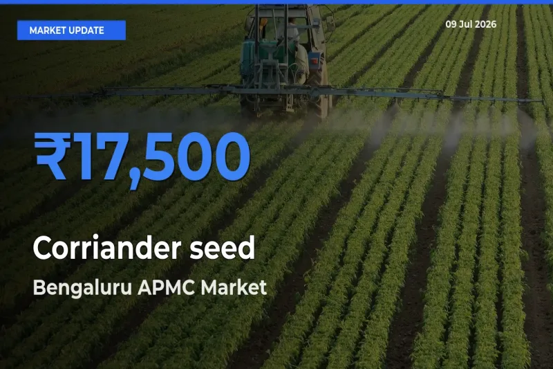 Bengaluru APMC Records Highest ₹17,500 Rate for Corriander seed