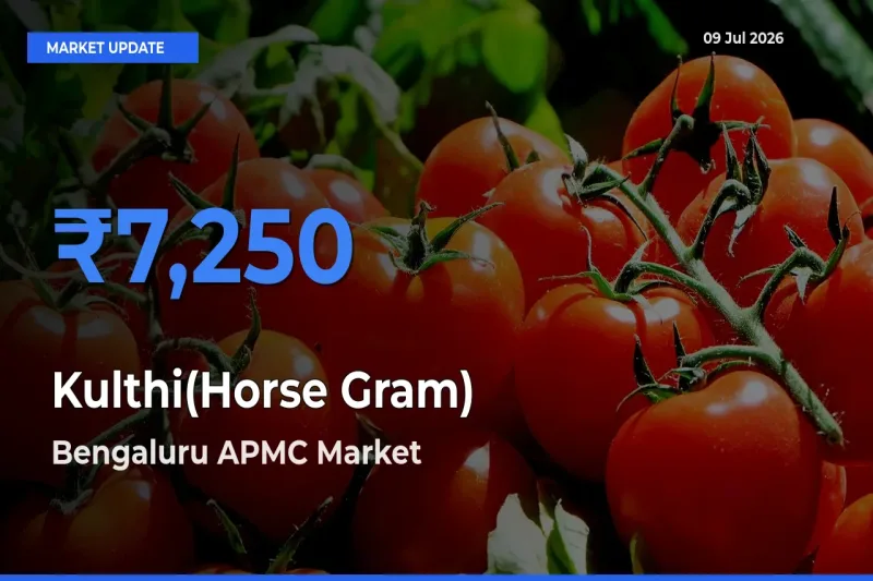 Bengaluru APMC Tops Kulthi(Horse Gram) Rates – July 09 Market Update
