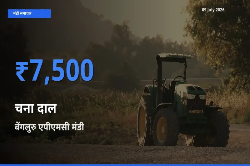 आज का मंडी भाव: चना दाल के सबसे ज़्यादा दाम बेंगलुरु एपीएमसी में