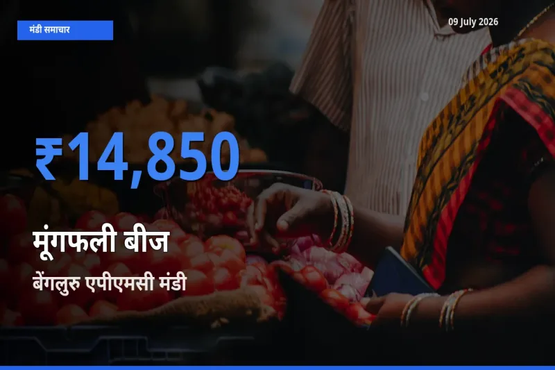 टॉप मंडी बना बेंगलुरु एपीएमसी! मूंगफली बीज के सबसे ऊँचे दाम यहीं दर्ज
