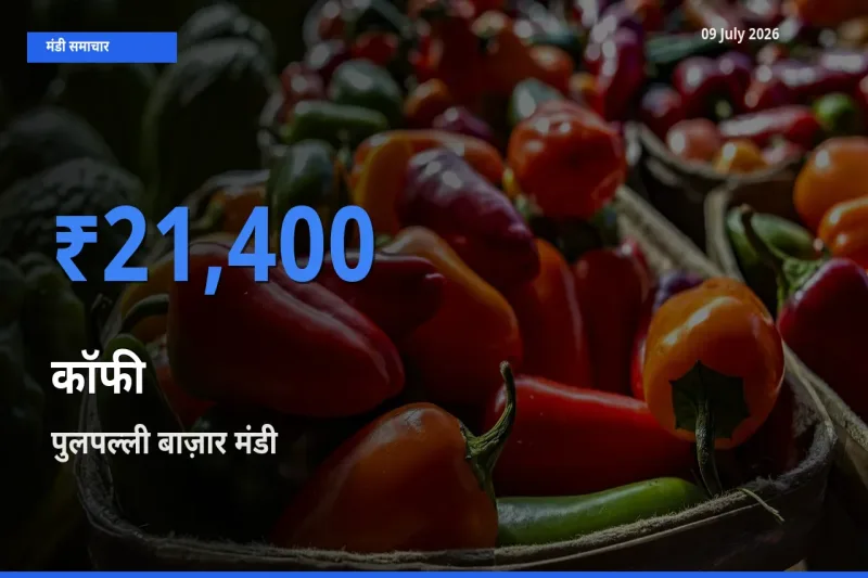 आज का मंडी भाव: कॉफी के सबसे ज़्यादा दाम पुलपल्ली बाज़ार में