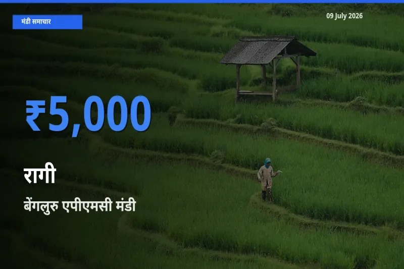 बाज़ार संकेत: बेंगलुरु एपीएमसी बना रागी के लिए आज की टॉप मंडी