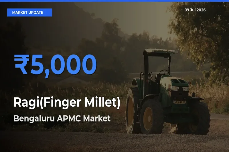 Market Watch: Bengaluru APMC Becomes Top Mandi for Ragi(Finger Millet)