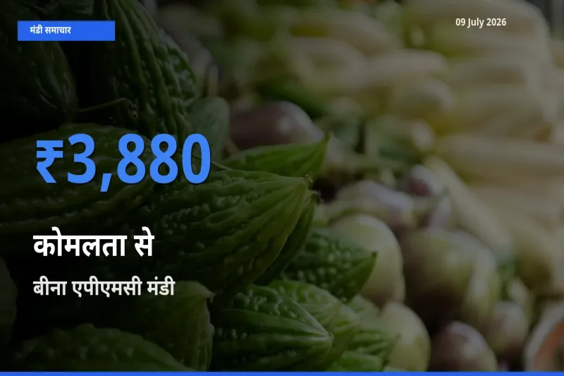 बीना एपीएमसी में कोमलता से का आज सबसे ऊँचा भाव