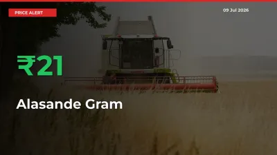 Alasande Gram Rises 21.21% at Mandis