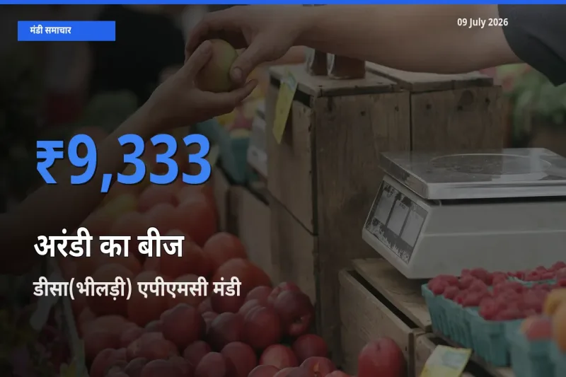 आज अरंडी का बीज के सबसे ऊँचे दाम ₹9,333 डीसा(भीलड़ी) एपीएमसी मंडी में
