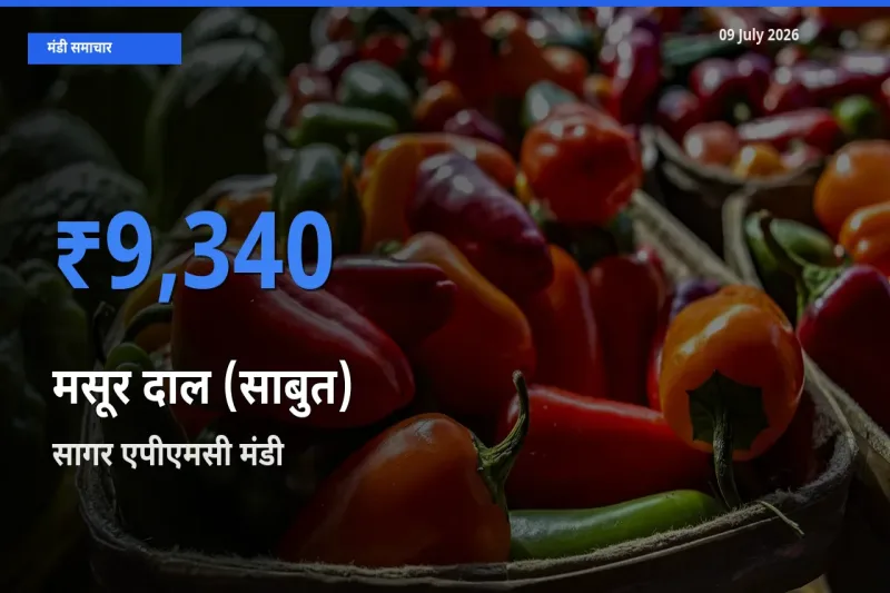 सागर एपीएमसी मंडी में मसूर दाल (साबुत) ₹9,340 पर पहुँचा – आज का सर्वोच्च भाव