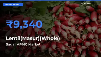 Sagar APMC Emerges as Top Mandi for Lentil(Masur)(Whole) Prices Today