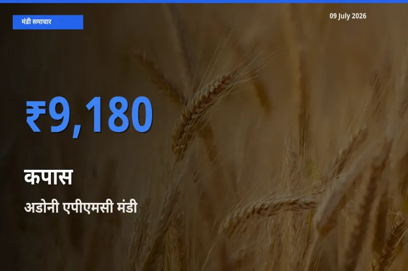आज कपास के सबसे ऊँचे दाम ₹9,180 अडोनी एपीएमसी मंडी में