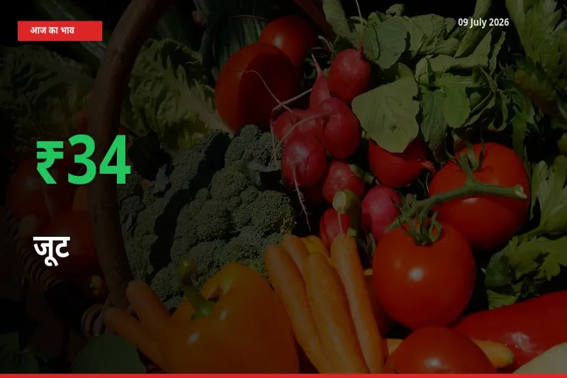 बाज़ार संकेत: जूट के भाव मंडी में 34.02% ऊपर