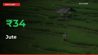 Farmers Cheer as Jute Prices Surge 34.02% in Local Mandis