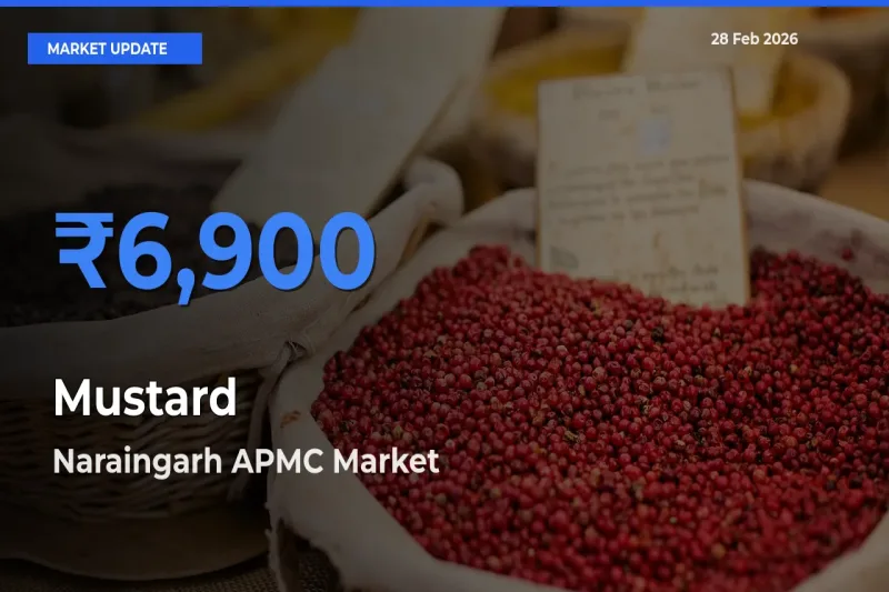 Naraingarh APMC Tops Mustard Rates – February 28 Market Update