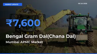 Mumbai APMC Tops Bengal Gram Dal(Chana Dal) Mandi Rates Today