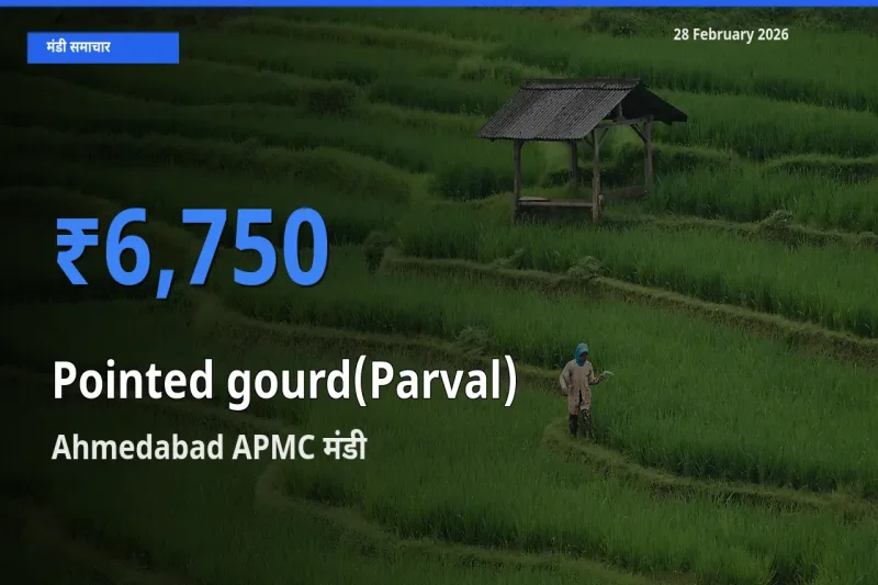 28 February अपडेट: Pointed gourd(Parval) के सबसे ऊँचे दाम Ahmedabad APMC मंडी में